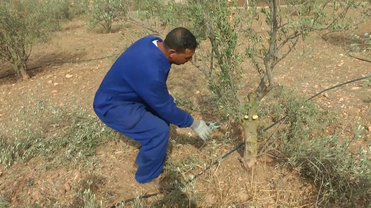 تجديد وإصلاح أخطاء التقليم أدت إلى تقزم أشجار الحوزية المغربية بير مزوي