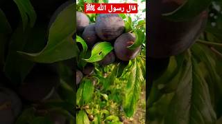 إسمع قال رسول الله ﷺ