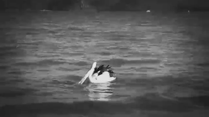 Patonga