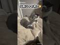 弱小猫の仁義なき戦い#保護猫#cat