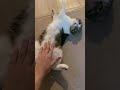 なつき度200%の猫#shorts