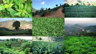 Tea Harvest and Processing in Doi Mae Salong, North Thailand