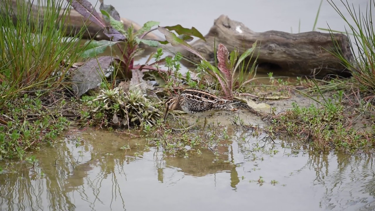 Common Snipe YouTube common-snipe-youtube