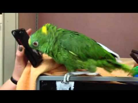 amazon-parrots-goes-crazy-listening-to-music