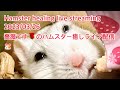 Hamster healing live streaming 2023/03/26薔薇です🌹のハムスター癒しライブ配信🐹 #ハムスター #hamster #薔薇です🌹#baradesu