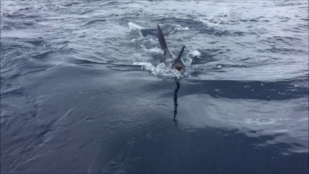 Costa Rica Marlin 500lb Blue Marlin Release at Crocodile Bay Resort