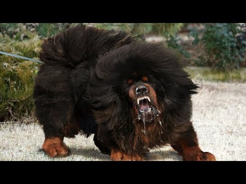 10 Most Unusual Dogs In The World