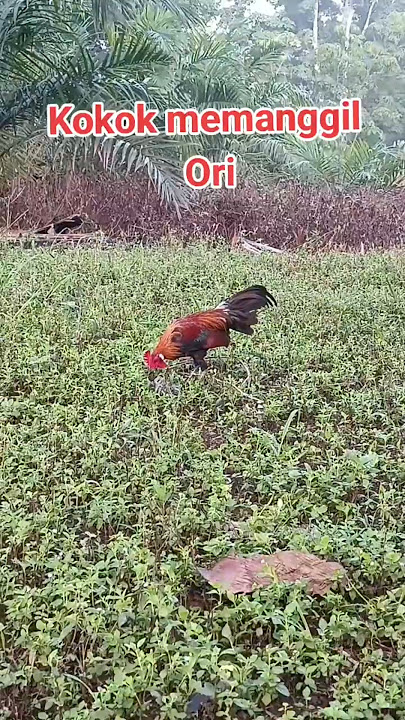 Ayam hasil mikat buat mikat, pancingan kokok super 👍