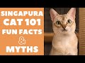 Singapura Cats 101 : Fun Facts & Myths の動画、YouTube動画。