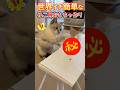 この段ボール箱おもちゃやばい #猫 #DIY