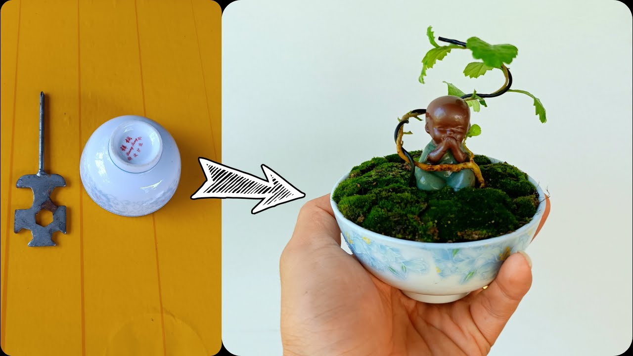 Instructions To Create A Simple Bonsai From A Bowl Fukien Tea Bonsai