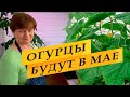 Огурцы будут в мае. Приступаем к посеву