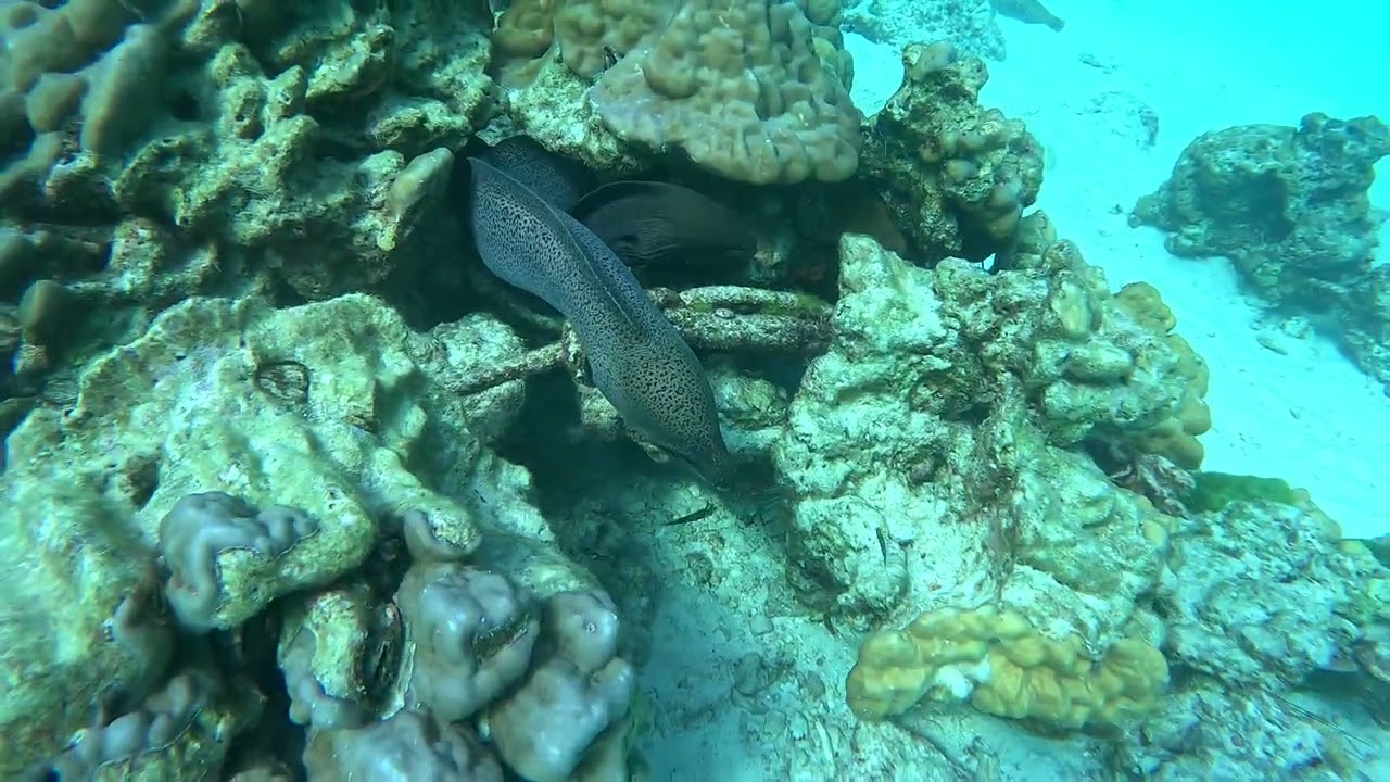 Racha Yai Phuket Thailand 2 Moray Eels