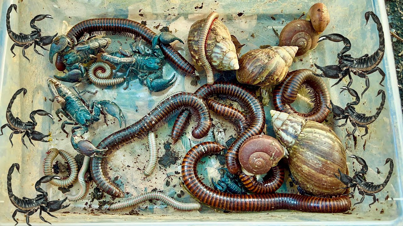 Scorpion, Millipedes, Snail – Incredible Insect Facts You Didn’t Know