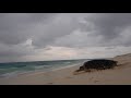 Video for "Bird Island", SEYCHELLES, VIDEO