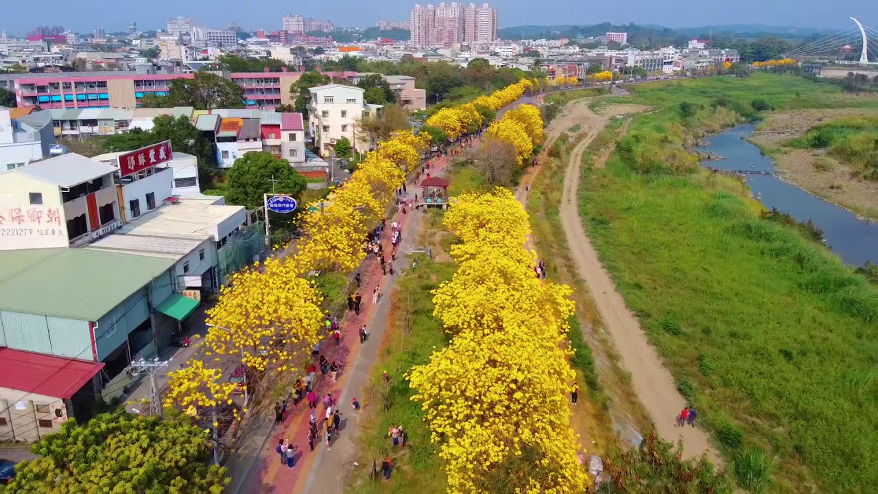嘉義市黃花風鈴木空拍紀錄 楊文華 Youtube 嘉義市黃花風鈴木空拍紀錄 楊文華 Youtube