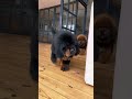#evolution  #dog  #evolution #pitbull  #doberman  #shortvideo  #viral