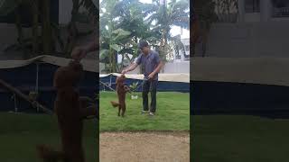 #poodle dog training by trained owner