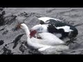 Duck attacks goose