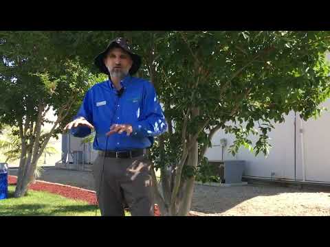 Video: Creeping Verbena In The Garden: consigli sull'uso della verbena come groundcover