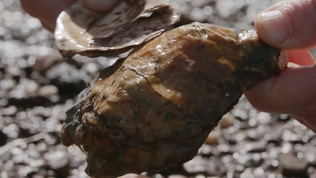 INTACT I  Sounds of the Shoreline - Wetland Wonders ASMR