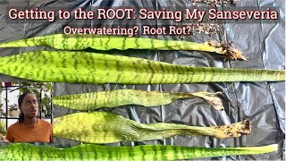 Overwatering? Root Rot? Saving My Snakeplant // JerseyWifeJerseyLife screenshot 4