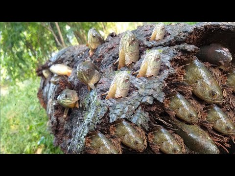 Vídeo: Na Foto De Marte, Encontramos Uma Pedra Estranha - 