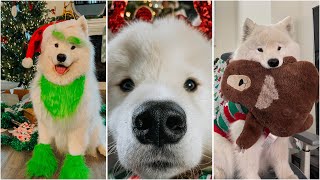 Compilation of the best holiday pranks with my dog