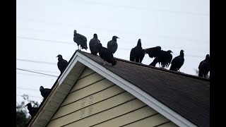 'They shouldn't have to live like that': Buzzards flock by dozens to Great Falls