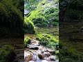 Forest Water 528Hz Healing Music 🌲💧 Love Frequency for Stress Relief & Sleep #shorts