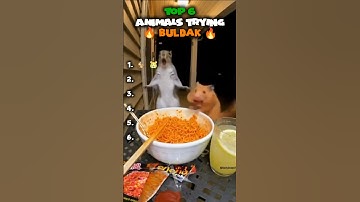 Top 6 Sora AI Animals Trying the Spiciest Buldak Noodles (Part 3) 🔥 #reels #viral #sora2 #sora #fyp