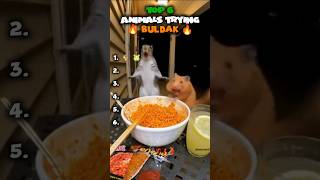 Top 6 Sora Ai Animals Trying The Iest Buldak Noodles Part 3