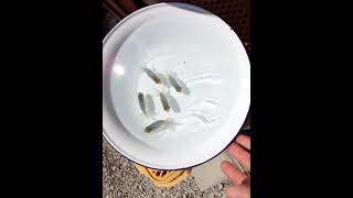 DSCF7729