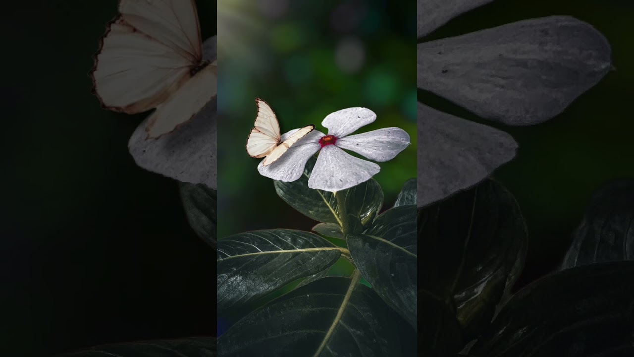 Lightroom & Picsart flower photo edit Oilpaint effect, mobile photography, nature &garden, butterfly