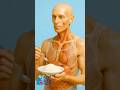 What Happens When You Eat Rice? 🍚 #HumanBody #Anatomy #RiceDigestion #shorts #FastBodyFacts