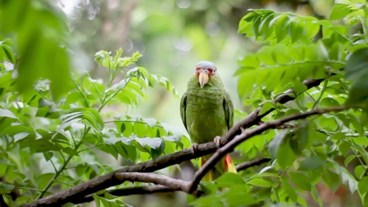 Amazing Wildlife In 4K - Nature Relaxation | Quran background | surah al hujurat | our planet