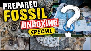 Prepared FOSSIL unboxing - SPECIAL -How have my fossil specimens turned out! #fossilcollection