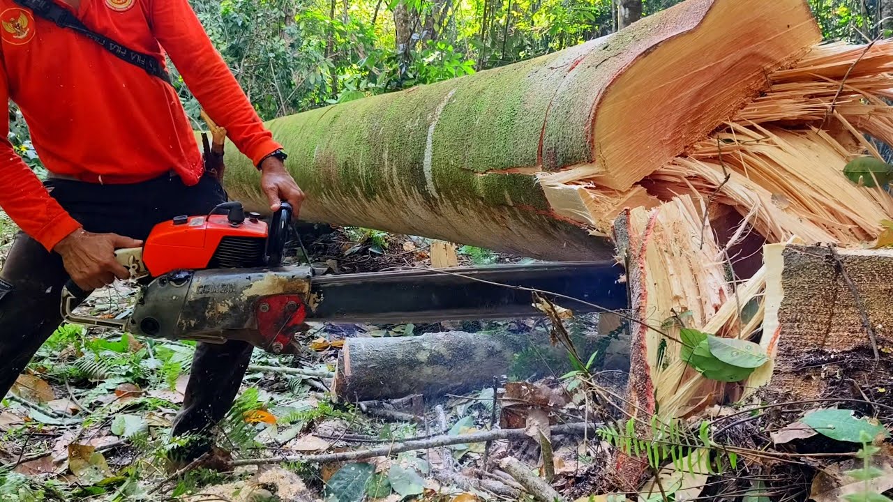 PENEBANGAN  6 POHON SENGON KALIMANTAN‼️