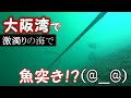 大阪湾で魚突きしてみた【ならぎょEp.17】