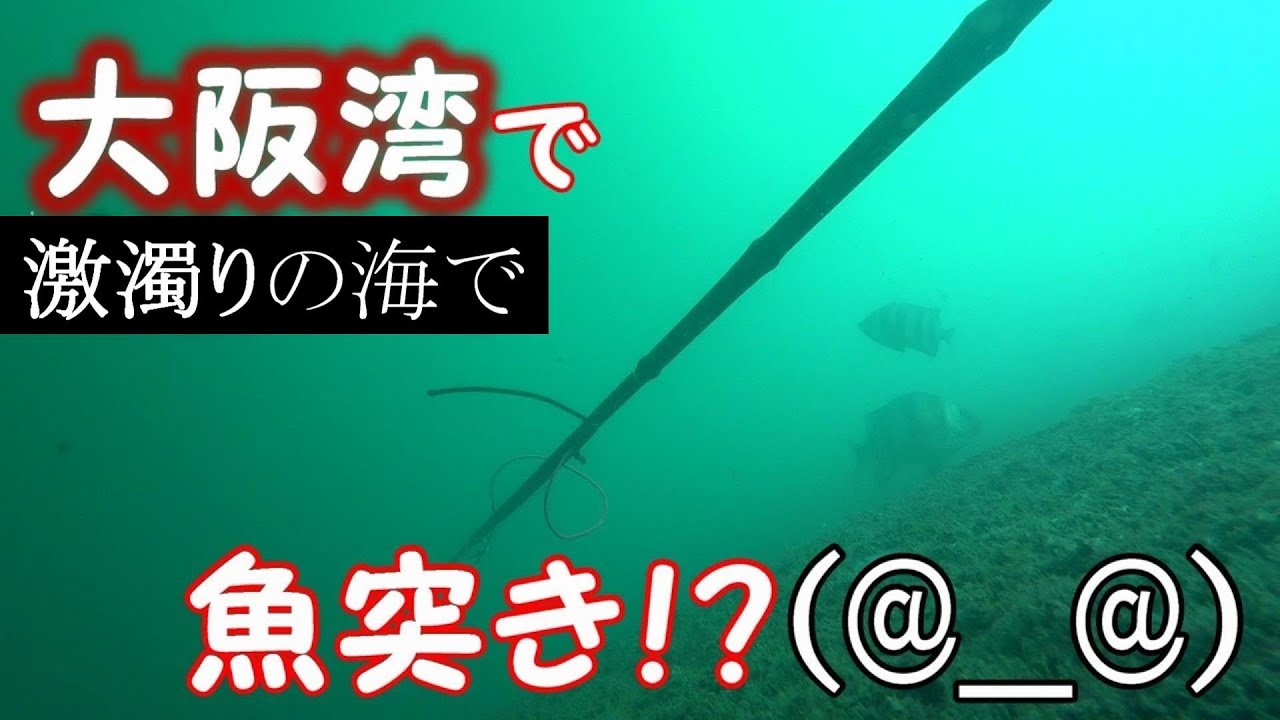 大阪湾で魚突きしてみた【ならぎょEp.17】