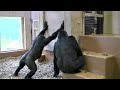 シャバーニ家族 634 Shabani family gorilla
