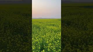 Download Lagu Mustard Flower field । Yellow Mustard Flowers । Mustard Flower Photography MP3