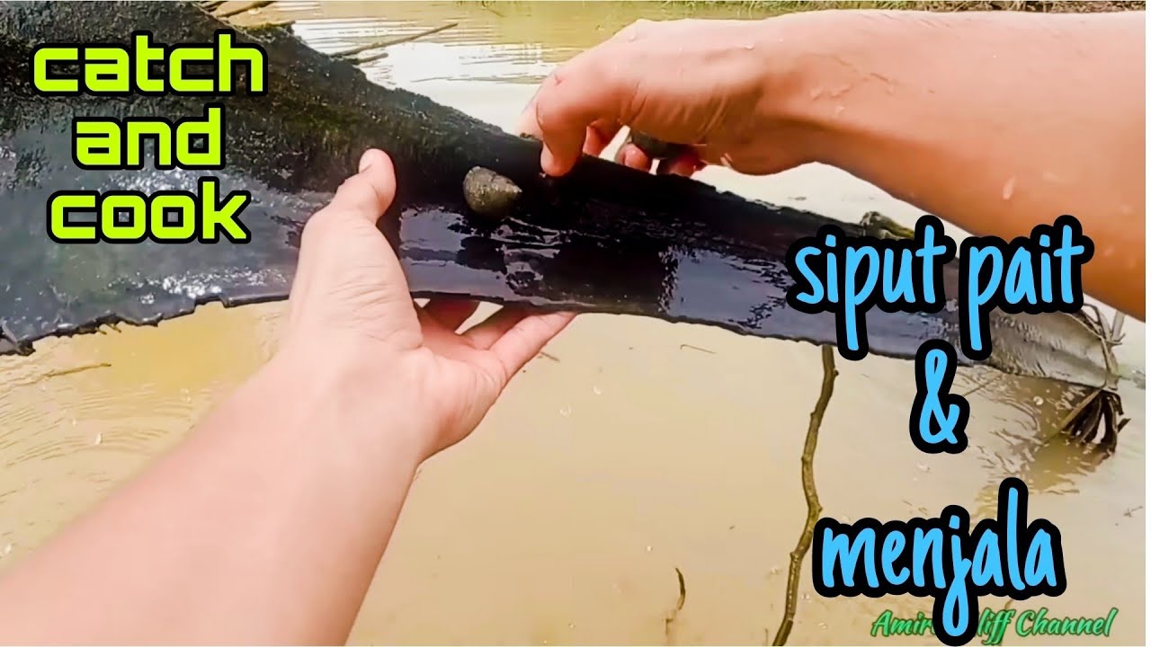 #EP1123 Rezeki Tinggal Kutip Saja - cari siput pait dan menjala