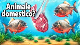 Ho Preso Dei Piranha Come Animali Domestici... Sì, Davvero