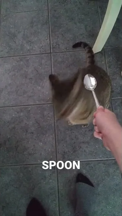 spoon