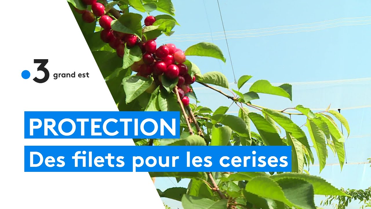 Protection des cerises  Arbre fruitier, Cerise, Filet anti insecte