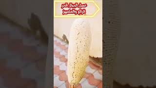 عسل الجبال شهد النحل النحل الجبلي  تربية_النحل خلية_النحل النحل