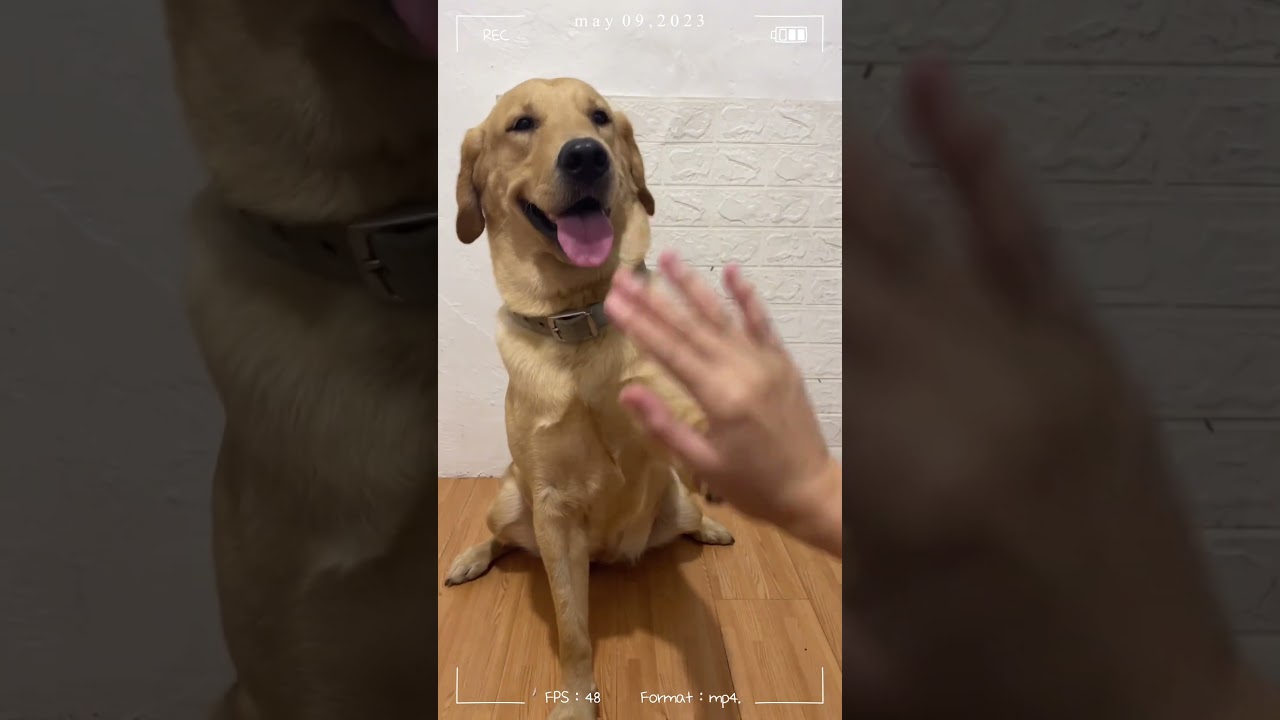 Cheat day with treats | Furr babies with their Vanilla Icecream 