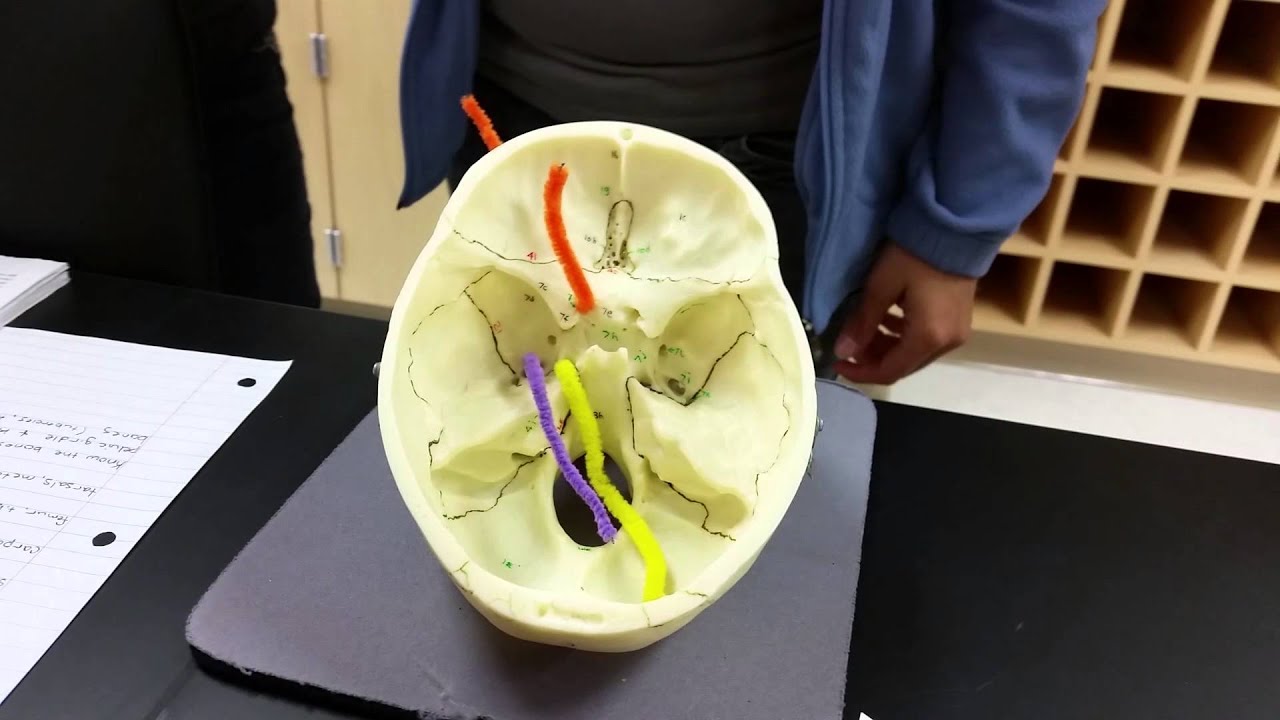 Holes of the Skull YouTube