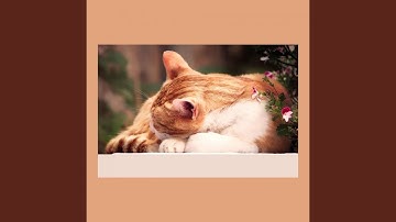 Pulsating Lonely Cat